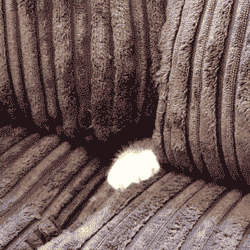 giphycat