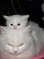  - Agent Photo